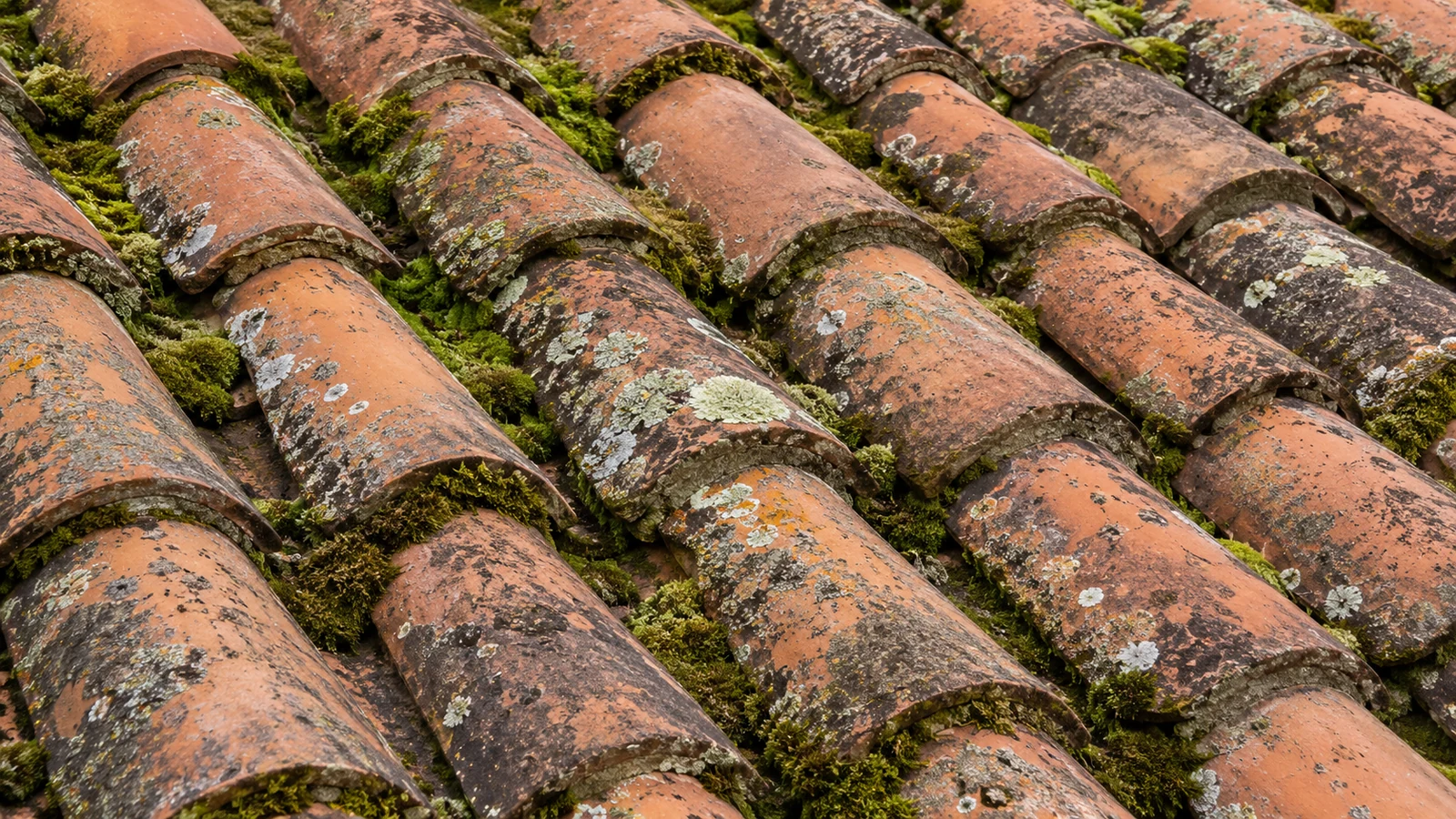Mousses et lichens sur une toiture en tuiles