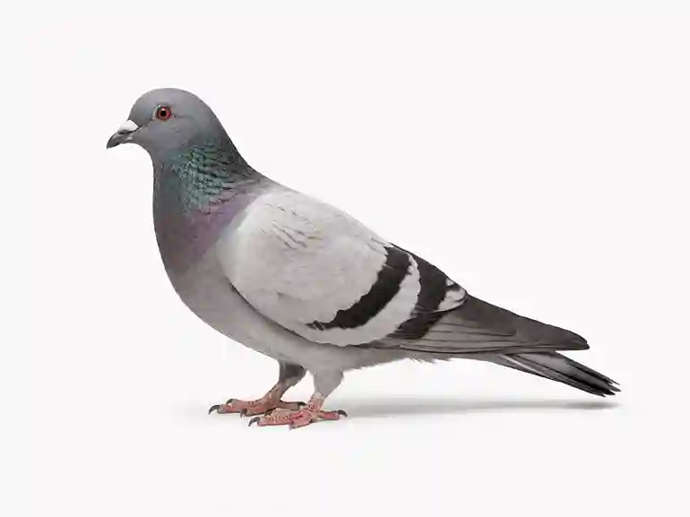 Pigeon - traitement anti-volatiles