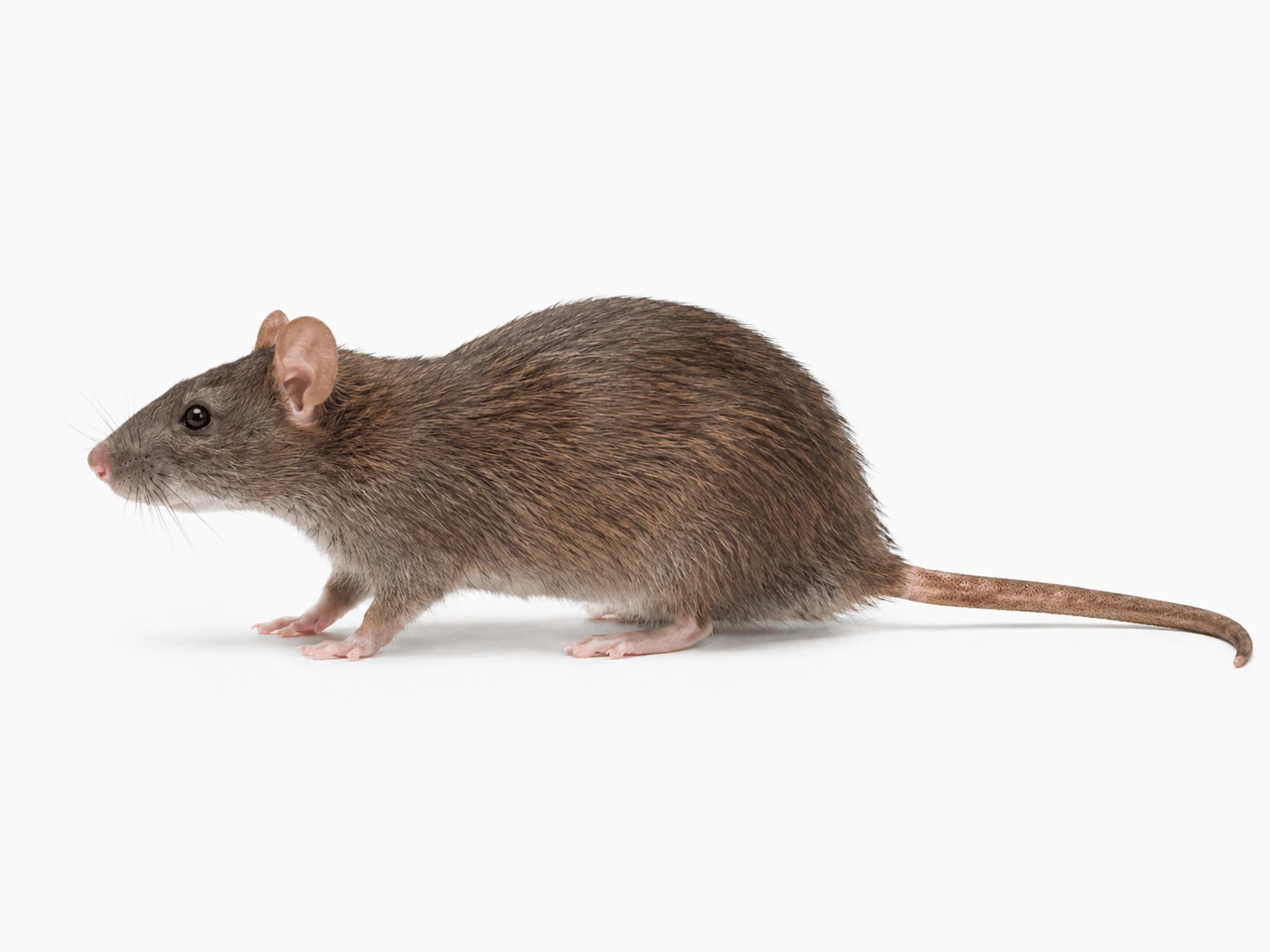 Rat